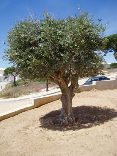 P1010099